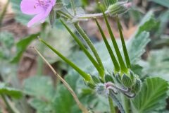 Erodium malacoides_Merce Vallicrosa CC BY-NC