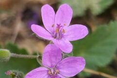 Erodium malacoides_Merce Vallicrosa CC BY-NC