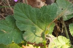 Erodium malacoides_Merce Vallicrosa CC BY-NC