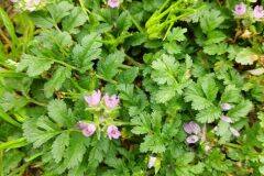 Erodium moschatum_Dolors Marsol