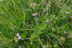 Erodium moschatum_Katarzyna Zarnowiec CC BY-SA