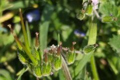 Erodium moschatum_Merce Vallicrosa CC BY-NC