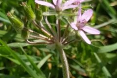 Erodium moschatum_Merce Vallicrosa CC BY-NC