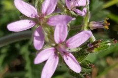 Erodium moschatum_Merce Vallicrosa CC BY-NC