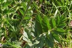 Erodium moschatum_Merce Vallicrosa CC BY-NC