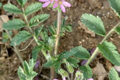 Erodium moschatum_Neus Julia