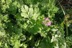 Erodium moschatum_Pep Alboquers CC BY-NC