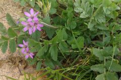 Erodium moschatum_Pep Alboquers CC BY-NC