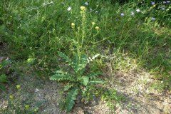 Erucastrum nasturtiifolium nasturtiifolium_Josep Maria Panareda CC BY-NC