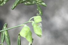 Ervilia hirsuta_Josep Lluis Berdonces CC BY-NC