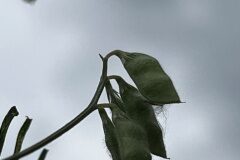 Ervilia hirsuta_Josep Lluis Berdonces CC BY-NC