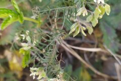 Ervilia hirsuta_Merce Vallicrosa CC BY-NC