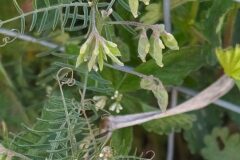 Ervilia hirsuta_Merce Vallicrosa CC BY-NC