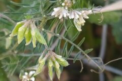 Ervilia hirsuta_Merce Vallicrosa CC BY-NC