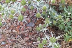 Eryngium campestre_Merce Vallicrosa CC BY-NC