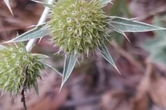 Eryngium campestre_Merce Vallicrosa CC BY-NC