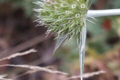 Eryngium campestre_Merce Vallicrosa CC BY-NC