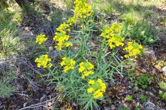 Erysimum ruscinonense_Jordi Bassols CC BY-NC