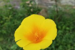 Eschscholzia californica_Alexandra Perandones