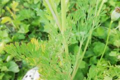 Eschscholzia californica_Alexandra Perandones