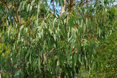 Eucalyptus globulus_Joaquim Reberte