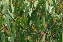 Eucalyptus globulus_Joaquim Reberte