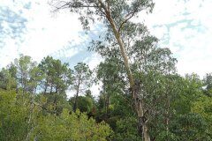 Eucalyptus globulus_Joaquim Reberte