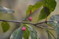 Euonymus europaeus_Gabriel Huguet