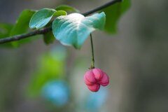 Euonymus europaeus_Joaquim Reberte