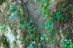 Euonymus europaeus_Joaquim Reberte