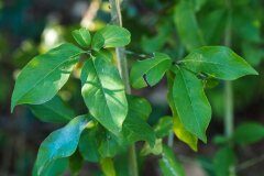 Euonymus europaeus_Joaquim Reberte