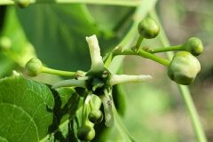 Euonymus europaeus_Jordi Bassols CC BY-NC SA