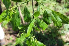 Euonymus europaeus_Jordi Bassols CC BY-NC SA