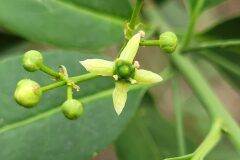 Euonymus europaeus_Jordi Bassols CC BY-NC