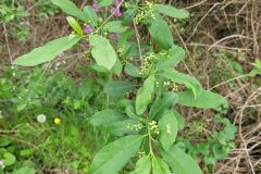 Euonymus europaeus_Jordi Bassols CC BY-NC