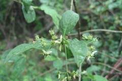 Euonymus europaeus_Jordi Puyuelo