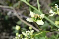 Euonymus europaeus_Margarida Vila CC BY-NC