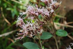Eupatorium cannabinum cannabinum_Joaquim Reberte CC BY-NC
