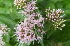 Eupatorium cannabinum cannabinum_Merce Vallicrosa CC BY-NC