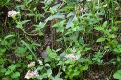 Eupatorium cannabinum cannabinum_Merce Vallicrosa CC BY-NC