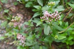 Eupatorium cannabinum cannabinum_Merce Vallicrosa CC BY-NC