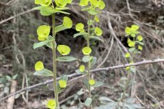 Euphorbia amygdaloides amygdaloides_Ivet Costa