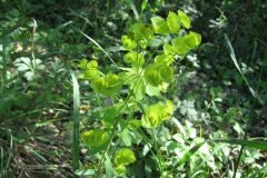 Euphorbia amygdaloides amygdaloides_Jordi Puyuelo