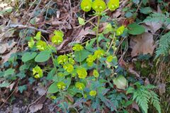 Euphorbia amygdaloides amygdaloides_Katarzyna Zarnowiec CC BY-SA