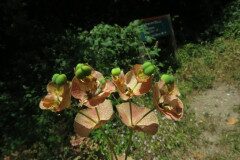 Euphorbia amygdaloides amygdaloides_Margarida Vila CC BY-NC