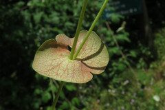 Euphorbia amygdaloides amygdaloides_Margarida Vila CC BY-NC