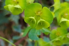 Euphorbia amygdaloides amygdaloides_Merce Vallicrosa CC BY-NC