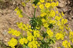 Euphorbia biumbellata_Isabel Gallen CC BY-NC