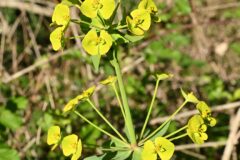 Euphorbia biumbellata_Margarida Vila CC BY-NC