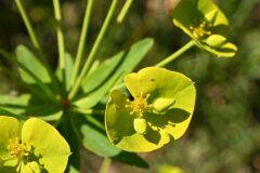 Euphorbia biumbellata_Margarida Vila CC BY-NC